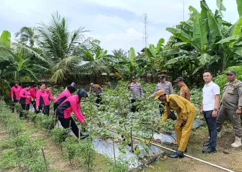 Polsek Belitang II Laucing Dukung Program Ketahanan  Pangan Lestari