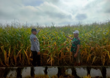 Polsek Belitang II Gencarkan Pengecekan Ketahanan Pangan di Desa Sumber Sari   