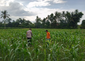 AIPDA Khairil Fikri Pantau Ketahanan Pangan di Desa Kemuning Jaya