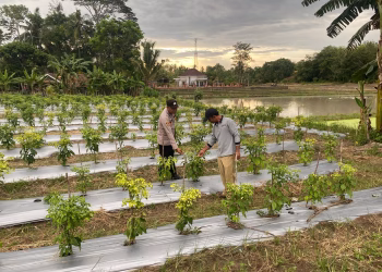 AIPDA Putu Laksanakan Pengecekan Lahan Ketahanan Pangan di Desa Binaan Darmabuana