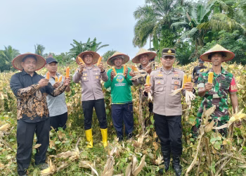 Polsek Belitang III Melaksanakan Panen Jagung,Dukung Swasembada Pangan Presiden