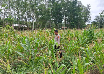 Upaya Dukung Ketahanan Pangan, Aipda Joko Polsek Belitang II Sambangi Lahan Petani di Sumber Sari