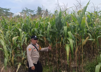 Wujudkan Program Ketahanan Pangan Menjadi Prioritas, Bhabinkamtibmas Polsek Belitang II Aktif Cek Lahan Ketahanan di Desa Binaan 