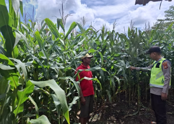 Bhabinkamtibmas Polsek Belitang II Cek Lahan Ketahanan Pangan di Pekarangan Warga Desa Binaan di Desa Suka Jaya