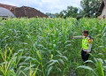 Personil Polsek Belitang II Laksanakan Pengecekan  Tanaman Jagung Sebagai Upaya Tingkatkan  Ketahanan Pangan