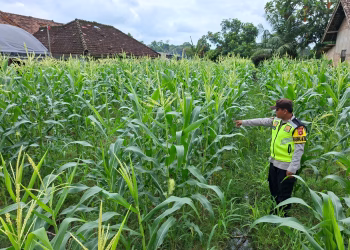 Personil Polsek Belitang II Laksanakan Pengecekan Tanaman Jagung Sebagai Upaya Tingkatkan Ketahanan Pangan