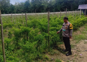 AIPDA OCTOVIANUS  LAKSANAKAN GIAT KETAHANAN PANGAN DI DESA TOTO REJO   