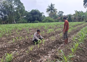 Brigadir Redy Kunjungi Lahan Pertanian di Sumber Jaya, Pantau Pertumbuhan Jagung Sebagai Ketahanan Pangan