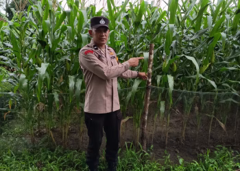 Bhabinkamtibmas Polsek Belitang III Cek Tanaman Jagung, Dukung Program Ketahanan Pangan   