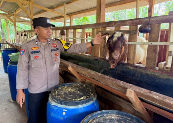 Dukung Ketahanan Pangan,Bhabinkamtibmas Polsek Belitang III Cek Peternakan Kambing Milik Warga Binaan